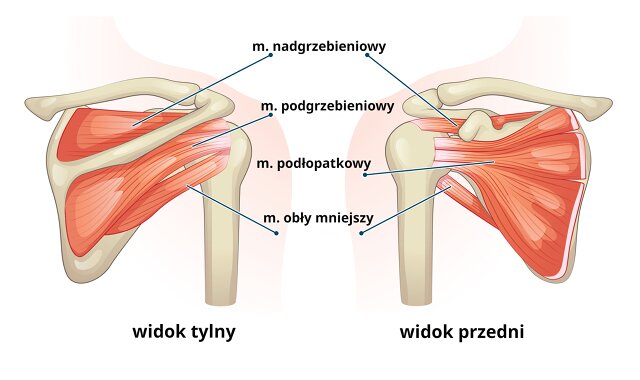istock uszkodzenie stozkow rotatorow duzy 1 Stożek rotatorów- czym jest i co z nim robić?