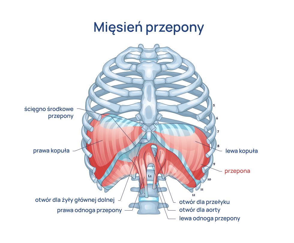 Przepona infografika Przepona – kluczowy mięsień oddechowy i treningowy